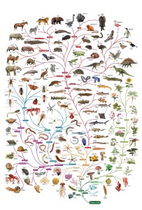 Charles Darwin tree of life poster