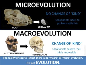 Micro-evolution and macro-evolution?