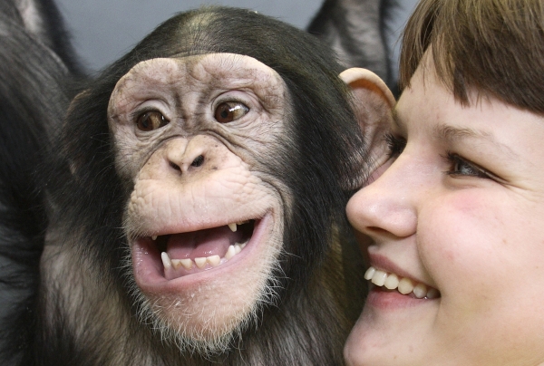 Chimpanzee and human