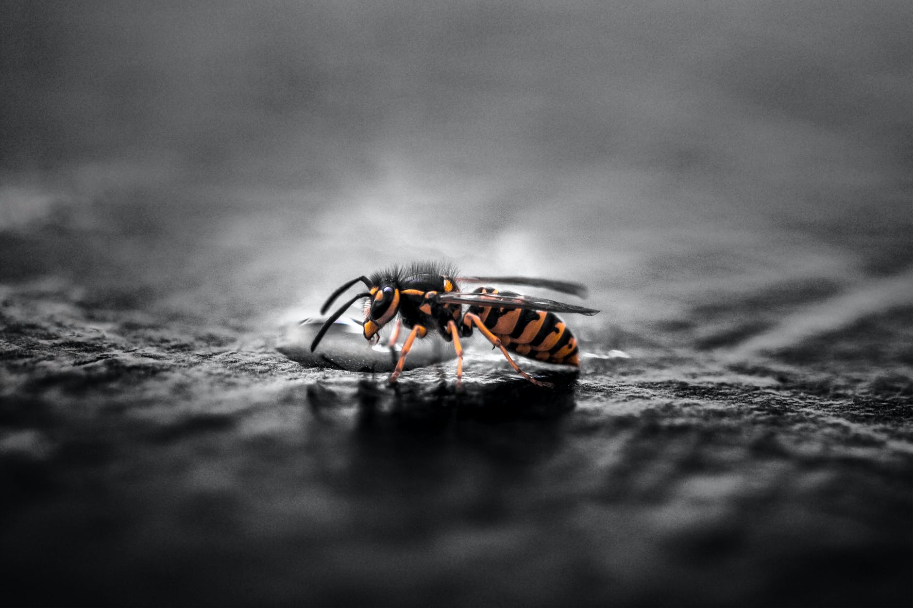 gravid yellow jacket wasp closeup photography