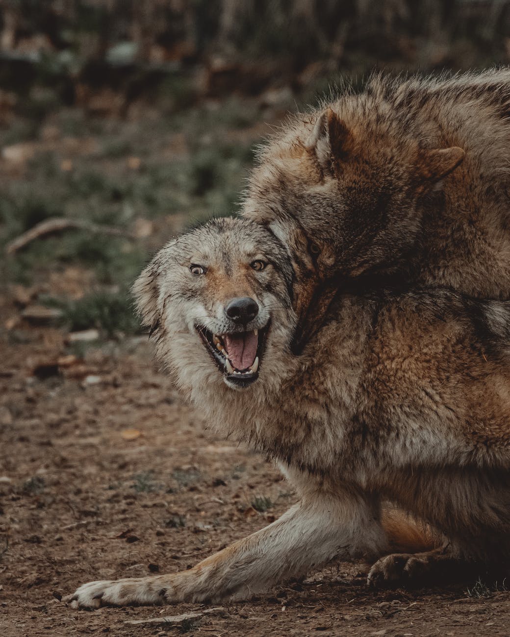 wild wolves fighting in forest in daytime